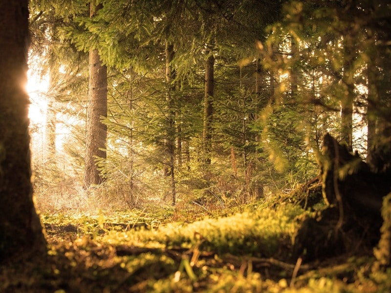 Waldbaden Kraft der Natur