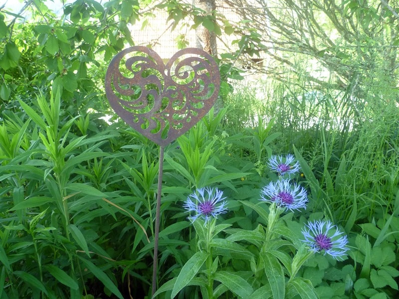 Garten herz blaue Blume Vergebung