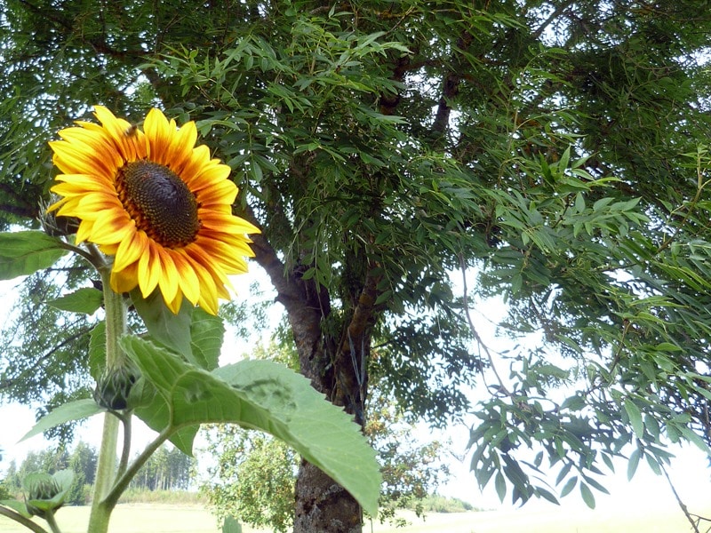 Sonnenblume Baum Erdung